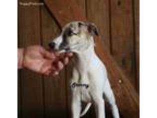 Whippet Puppy for sale in Troup, TX, USA