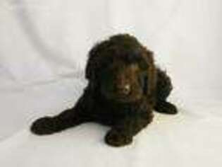 Goldendoodle Puppy for sale in Mankato, MN, USA