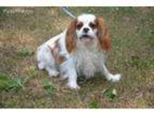 Cavalier King Charles Spaniel Puppy for sale in Hull, GA, USA