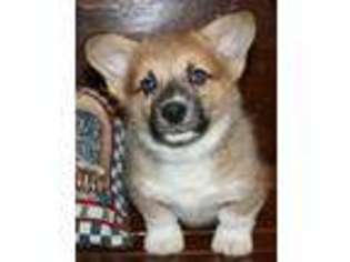 Pembroke Welsh Corgi Puppy for sale in Leeton, MO, USA