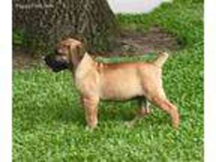 Boerboel Puppy for sale in Texas City, TX, USA