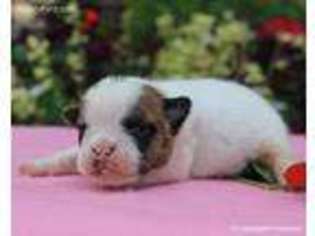 Bulldog Puppy for sale in Liberty, KY, USA