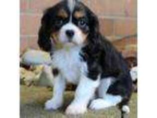 Cavalier King Charles Spaniel Puppy for sale in Washington, DC, USA