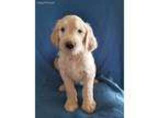 Goldendoodle Puppy for sale in Rio Verde, AZ, USA