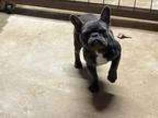 French Bulldog Puppy for sale in Elkin, NC, USA