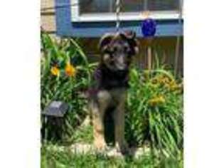 German Shepherd Dog Puppy for sale in Cumby, TX, USA
