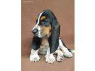 Basset Hound Puppy for sale in Stevens, PA, USA