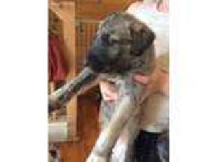 Irish Wolfhound Puppy for sale in Albany, NY, USA
