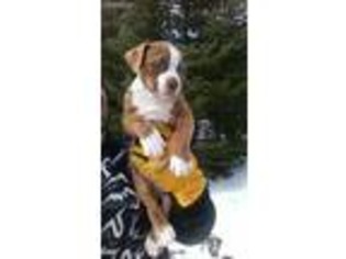 Olde English Bulldogge Puppy for sale in Rock, MI, USA