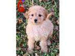 Labradoodle Puppy for sale in Wills Point, TX, USA