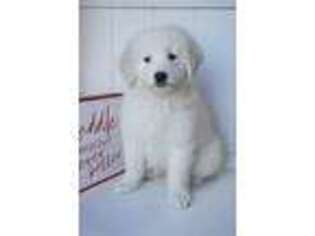 Goldendoodle Puppy for sale in Moravia, IA, USA