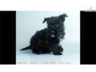 Cairn Terrier Puppy for sale in Fredericksburg, VA, USA