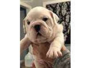 Bulldog Puppy for sale in Westport, MA, USA