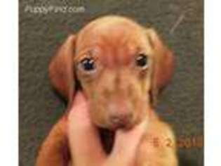 Dachshund Puppy for sale in Rio Linda, CA, USA