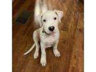 Dogo Argentino Puppy for sale in Nashville, TN, USA