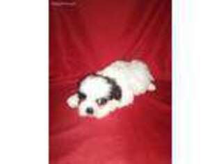 Shorkie Tzu Puppy for sale in Newaygo, MI, USA