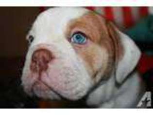 Olde English Bulldogge Puppy for sale in MORA, MN, USA