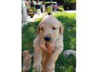 Labradoodle Puppy for sale in Cumby, TX, USA