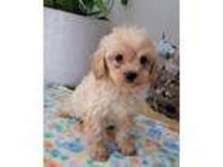 Cavapoo Puppy for sale in Bloomingdale, MI, USA