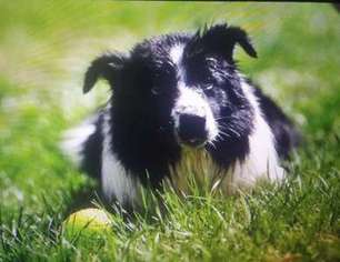 Border Collie Puppy for sale in Canaan, NH, USA