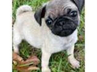 Pug Puppy for sale in Arab, AL, USA