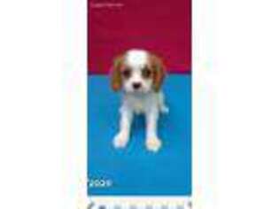 Cavalier King Charles Spaniel Puppy for sale in Cookeville, TN, USA