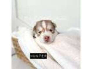 Siberian Husky Puppy for sale in Queen Creek, AZ, USA