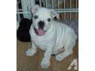 Bulldog Puppy for sale in NORTH DIGHTON, MA, USA
