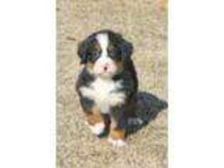 Bernese Mountain Dog Puppy for sale in Wellman, IA, USA