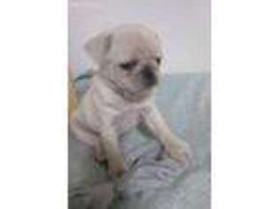 Pug Puppy for sale in Spencer, WI, USA