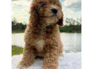 Mutt Puppy for sale in Kissimmee, FL, USA