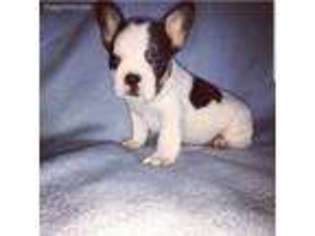 French Bulldog Puppy for sale in Pittsburg, CA, USA