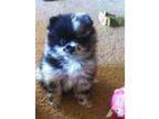 Pomeranian Puppy for sale in PILOT HILL, CA, USA