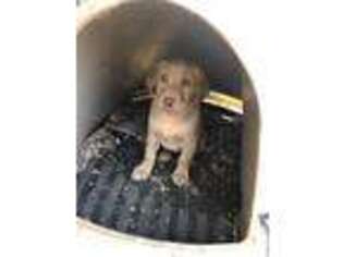 Labrador Retriever Puppy for sale in Dawsonville, GA, USA