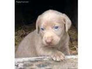 Labrador Retriever Puppy for sale in Martinsville, IN, USA