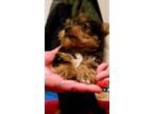 Yorkshire Terrier Puppy for sale in Lyndonville, VT, USA