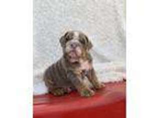 Bulldog Puppy for sale in Mullin, TX, USA