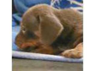 Dachshund Puppy for sale in Clinton, NC, USA