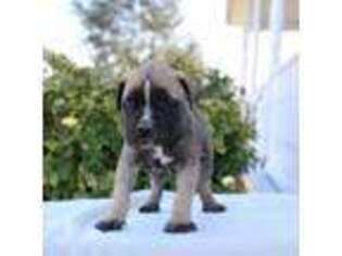 Bullmastiff Puppy for sale in Greencastle, PA, USA
