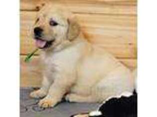 Golden Retriever Puppy for sale in Hilo, HI, USA