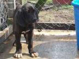 Great Dane Puppy for sale in Epps, LA, USA