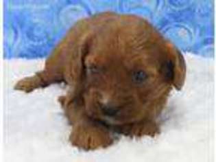 Cavapoo Puppy for sale in Republic, MO, USA