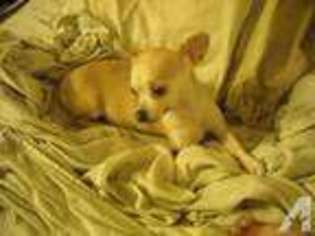 Chihuahua Puppy for sale in BRIDGEPORT, CT, USA