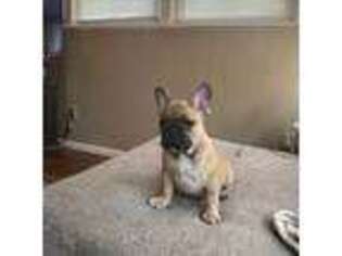 French Bulldog Puppy for sale in Cuyahoga Falls, OH, USA