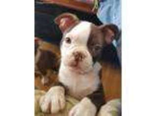 Boston Terrier Puppy for sale in Wilton, NH, USA