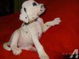Dalmatian Puppy for sale in HARRISBURG, PA, USA