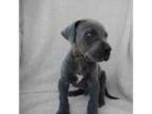 Great Dane Puppy for sale in Medina, OH, USA