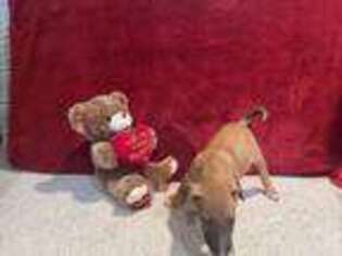Bull Terrier Puppy for sale in Marysville, KS, USA