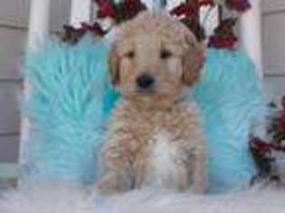 Goldendoodle Puppy for sale in Melbourne, FL, USA