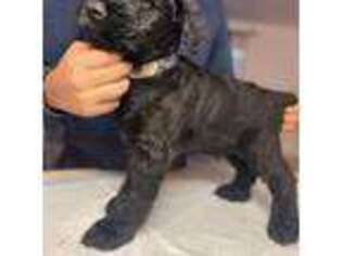 Mutt Puppy for sale in Ferris, TX, USA